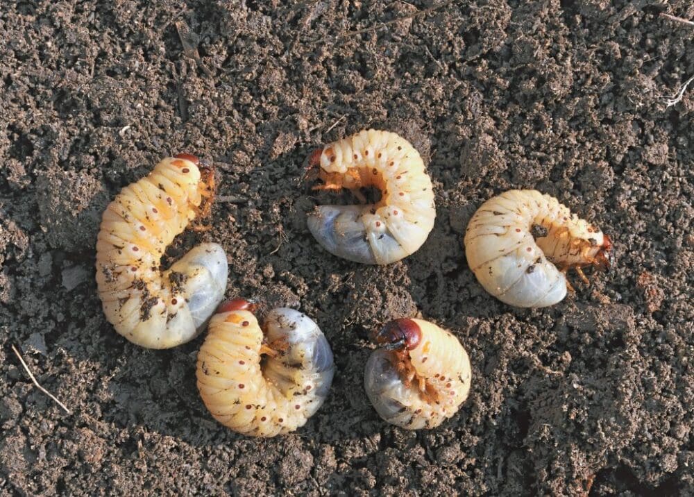 White grub worms